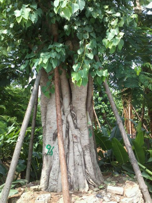 福建菩提榕价格 图片 菩提榕种植方法 漳州漳浦马口2013绿化苗木