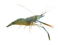 野生草龟苗_中华鳖生态乌龟_甲鱼苗甲鱼中华