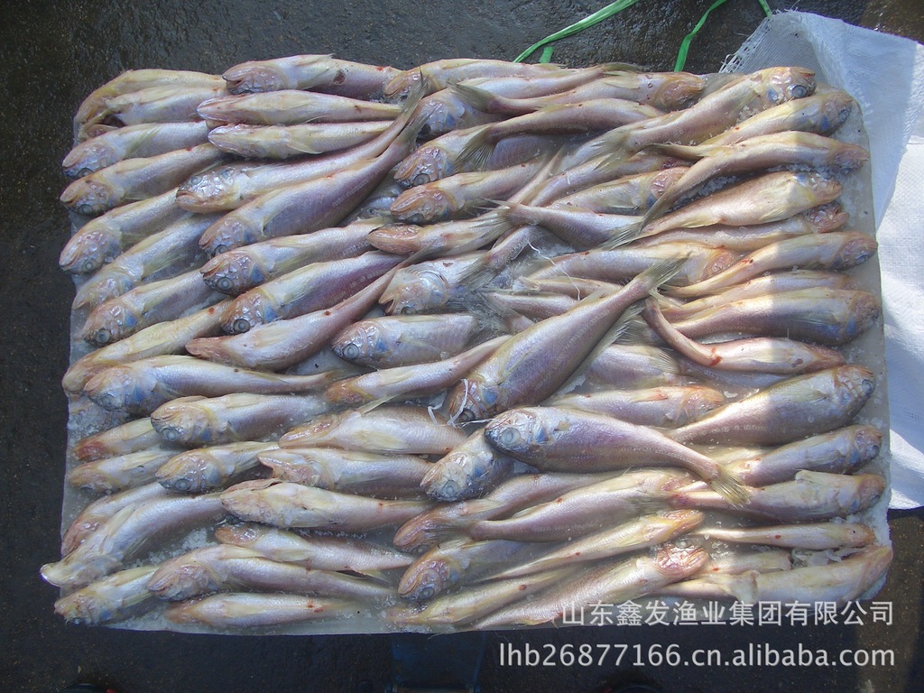 船冻花鱼 小花鱼 中花鱼 黄花鱼 大花鱼 经济鱼