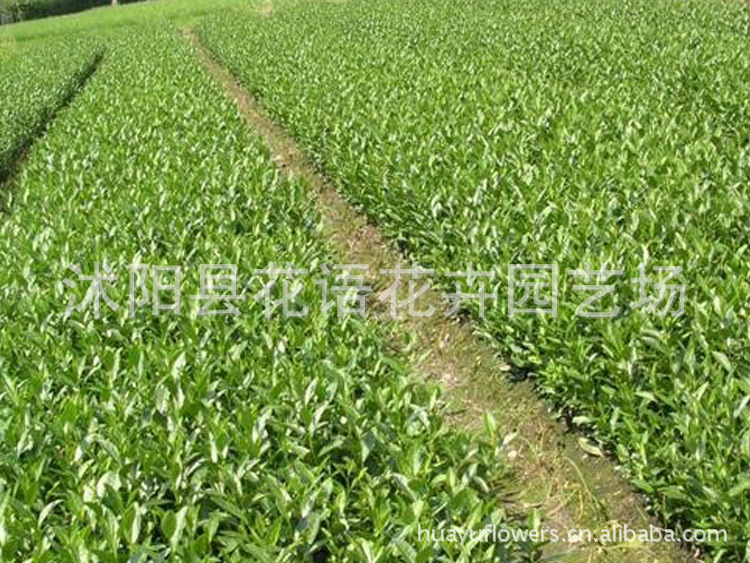 红花油茶种子价格