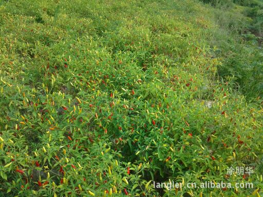 批发订货辣椒 贵州遵义原产地辣椒 小米辣椒 朝