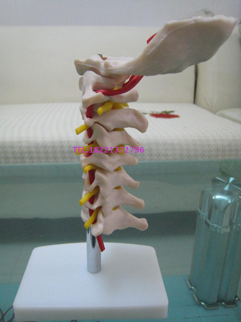 【供应正常腰椎组合 (四节) 腰椎模型 医学模型