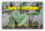 供应芋头种——芋头种苗 (多籽芋)