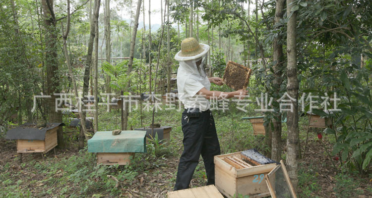 【【百花蜜】 春蜜蜂蜜 深山天然土蜂蜜 生态蜜