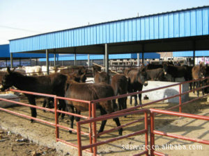 德州驴养殖技术，德州驴的养殖基地，那里的德州驴养殖的用户多