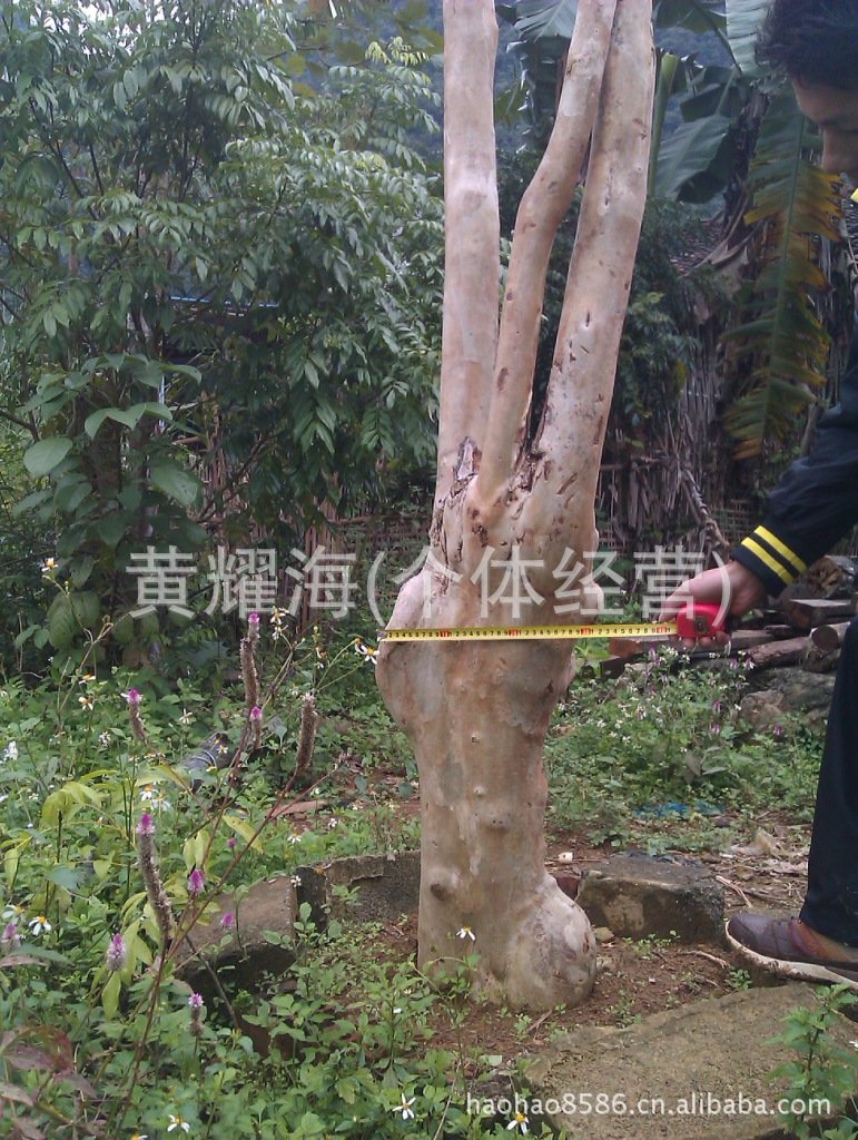 出售野生紫薇树下山桩 紫薇盆景下山桩