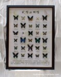 供应教学标本 科研标本 昆虫展品 蝴蝶展展品 大型活蝶放飞