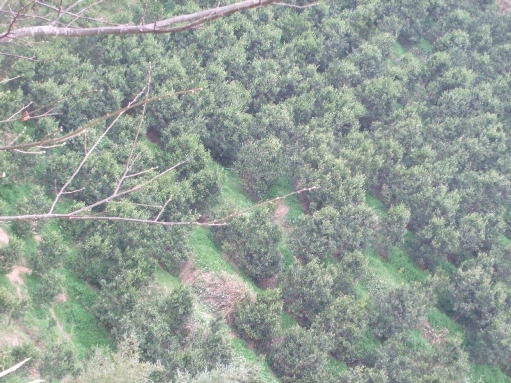 【2012年200万吨芦柑基地直销,可实地考察,预