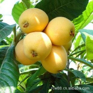 【白沙枇杷果树苗 五星大枇杷苗 白枇杷早熟果