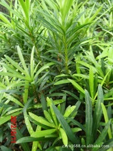 罗汉树_种苗、种子、种球_树价格_优质树批发\/采购 - 阿里巴巴