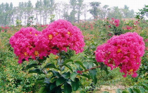 鄢陵花木市场供应巨紫荆