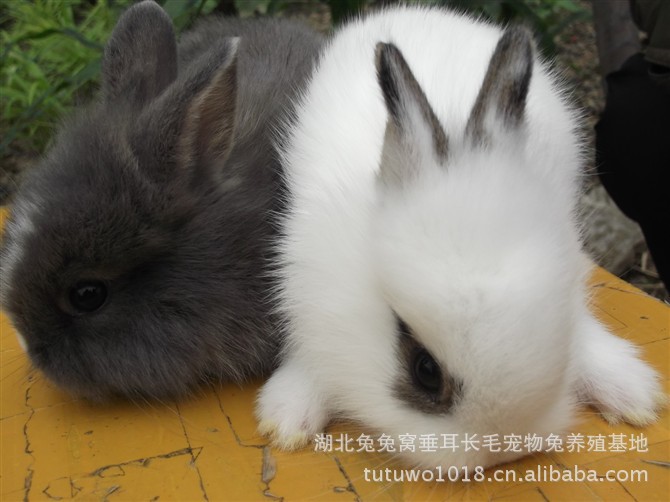 【出售各种品种的荷兰兔 活泼 健康 疫苗已打兔