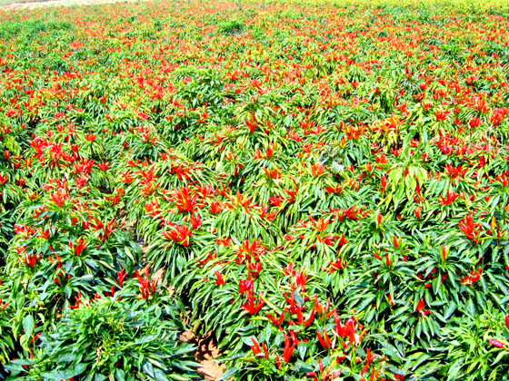 朝天小辣椒图片,朝天小辣椒图片大全,盐城市勇