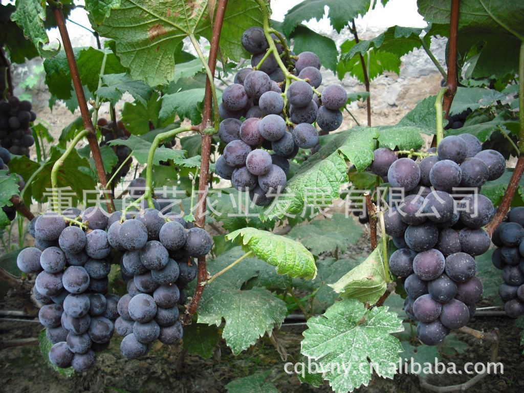 南方水果品种大全_水果品种大全图片_蔬菜水