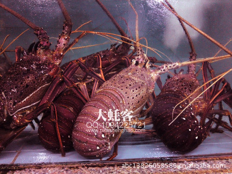 虾类-广州黄沙海鲜批发市场墨西哥红龙虾批发