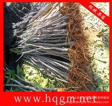 供应四川攀枝花芒果苗 米易芒果苗 四川果苗 四