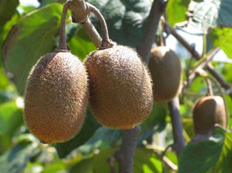 【四川优质 红阳猕猴桃 红心猕猴桃有机奇异特