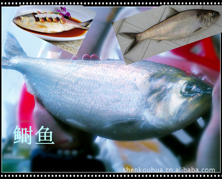 江苏淡水水产品冰鲜鱼类批发 长江鲥鱼 活水鲥