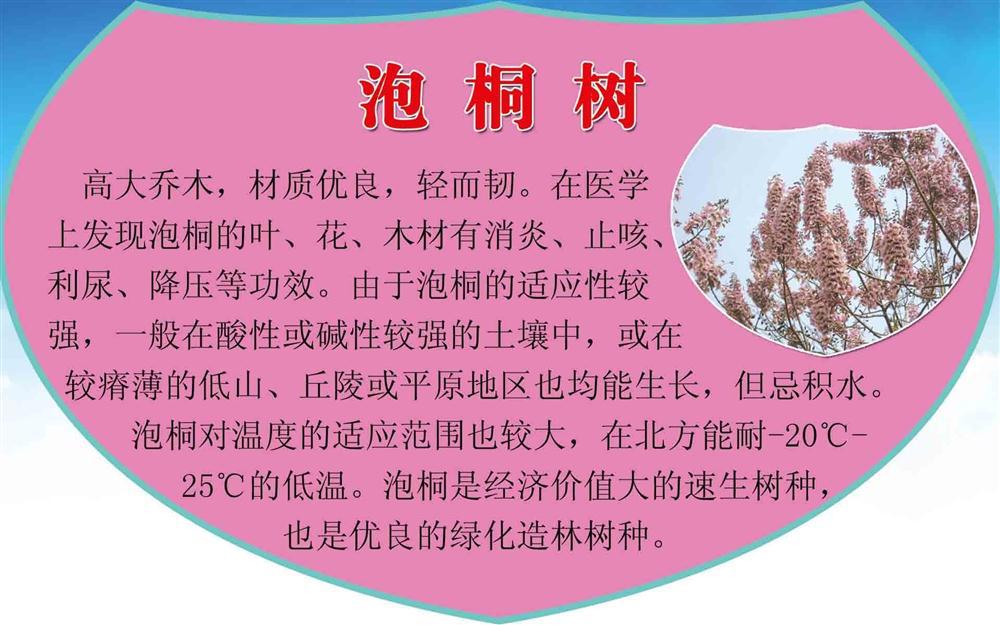 208海报办公装饰5318泡桐树树牌 