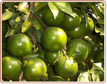 【贡桔 又名皇帝柑 龙门贡柑 皇帝柑批发】价格