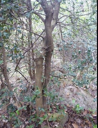 供应狗骨树,鸟不宿,猫儿刺,枸骨冬青 (下山树)