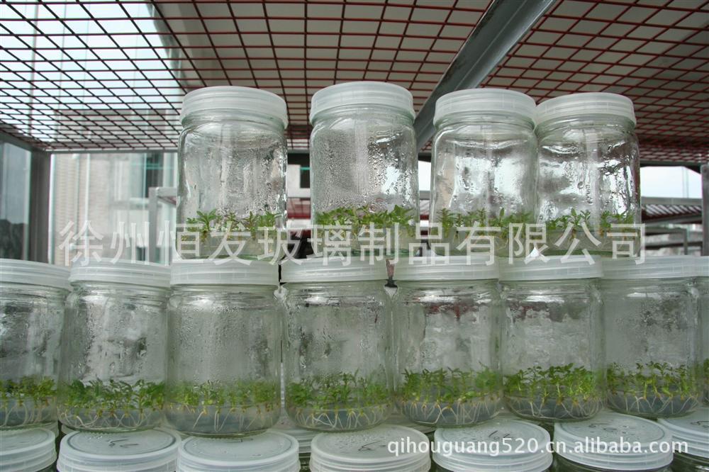 【供应培养土豆苗的玻璃瓶子 菌瓶 组培瓶】