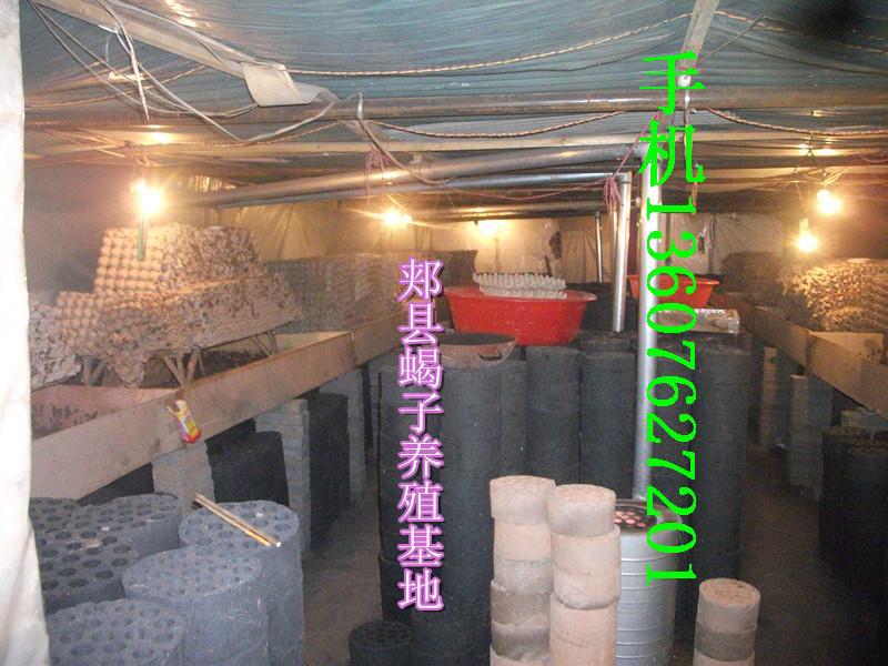 蝎子养殖技术视频教学光盘最新蝎子养殖技术食