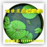 供应芡实种苗—鸡头包种苗—鸡头莲种苗