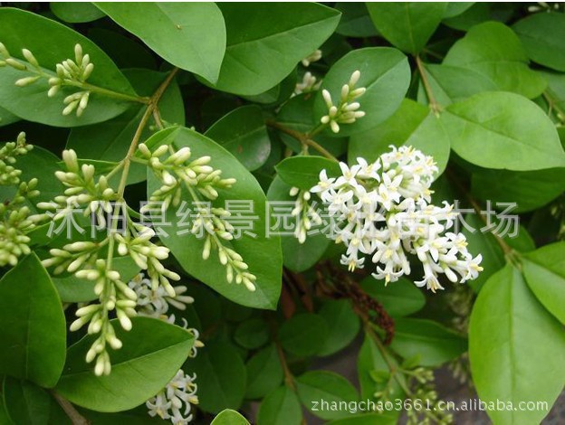 售<em>小叶女贞种子</em> 小叶冬青种子 小白蜡 楝青 小叶