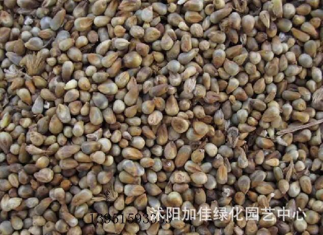 【批发:牧草类种子、皇竹草种子、皇竹草草籽