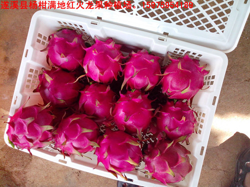 优质红心火龙果基地在湛江遂溪_huangzhaopi