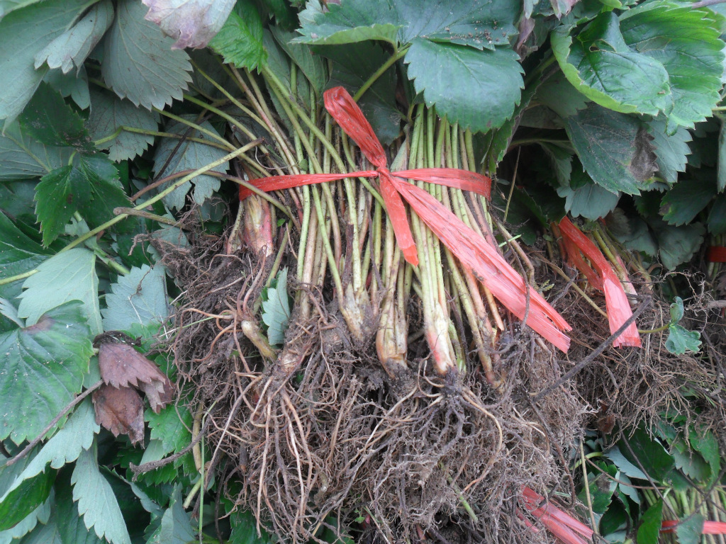 水果种子、种苗-草莓苗露天栽培最晚季节,草莓