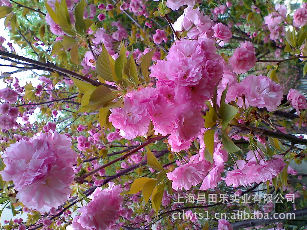 漂亮的花花---昌田乐