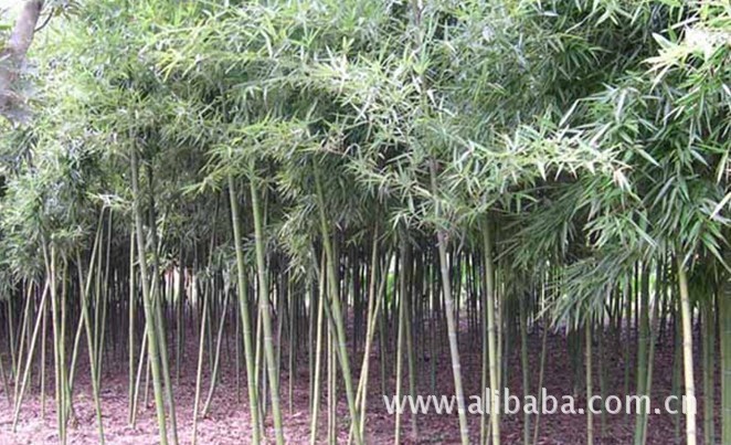 慈孝竹雷竹刚竹基地