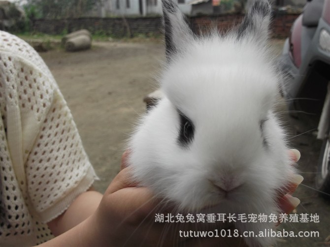 【荷兰垂耳兔,厂家批发,宠物兔,狮子兔,道奇兔特