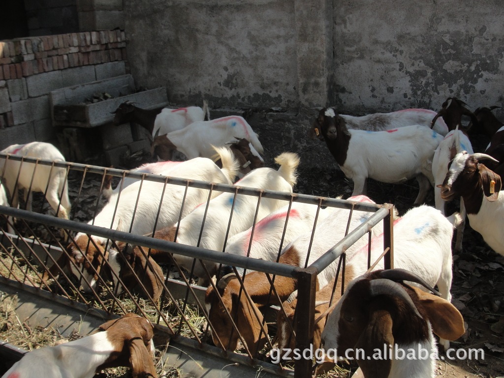 肉羊良种 波尔山羊 波尔山羊的行情价格  波尔山羊的养殖技术
