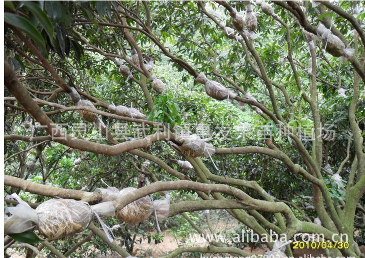 果树-供应荔枝高压苗 圈枝苗 剥枝苗 根系发达