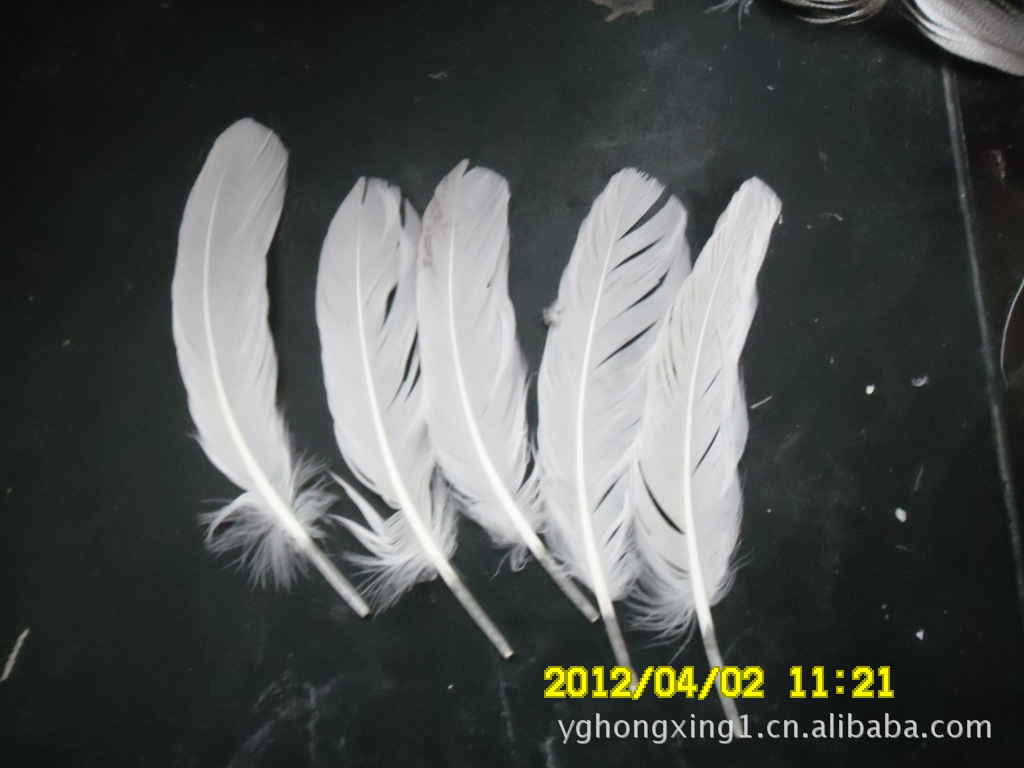 厂家批量供应优质白鹅毛 提供实惠的白鹅天然