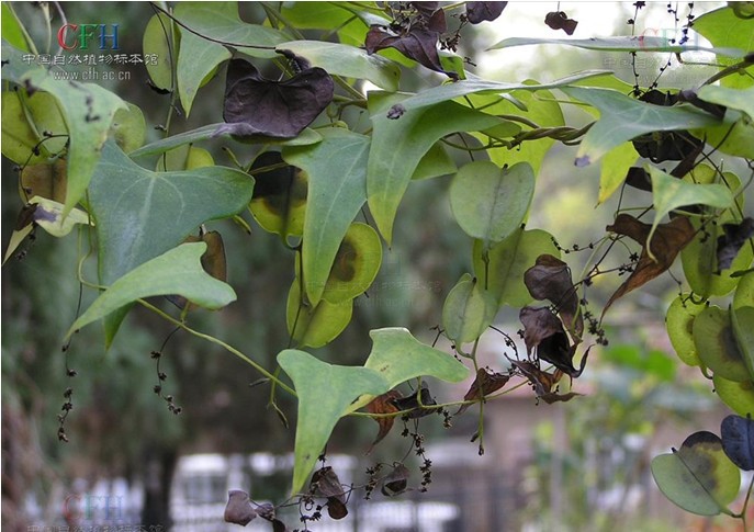 植物原药材-长期供应野生中药 黄姜 又名穿地龙
