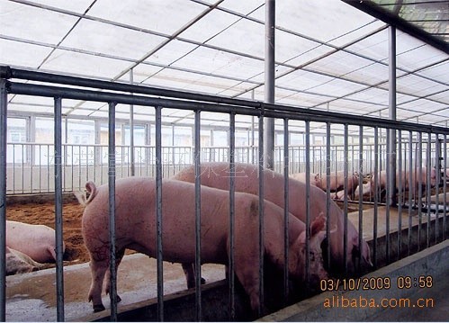 【湖南猪棚阳光板 四川温室大棚猪 北方养猪温