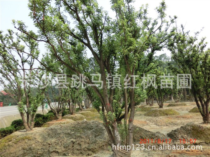 乔木-湖南大树大量供应嫁接杨梅树 价低质优-乔