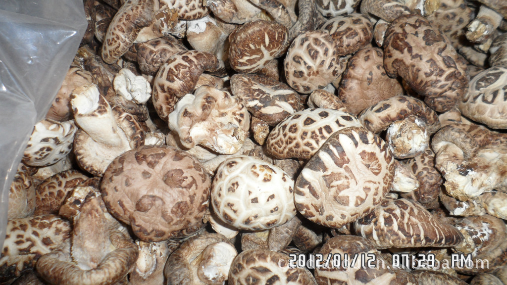 老鸹村供应新鲜花菇香菇46cm湖北随州freshmushroom