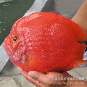【红财神鱼】红财神鱼价格\/图片_红财神鱼批发