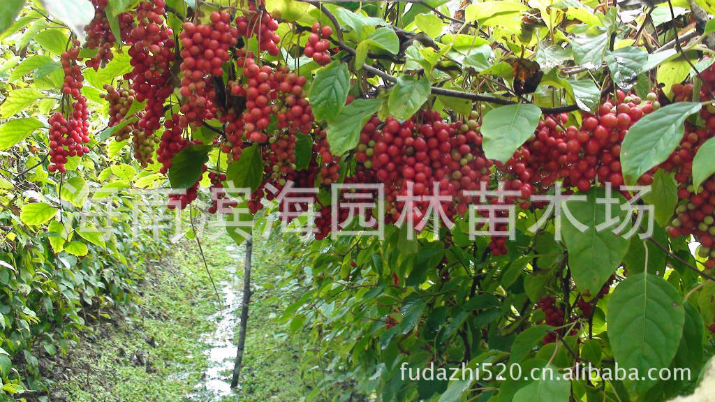 供应五味子地苗7-9cm(山花椒/秤砣子/药五味子)