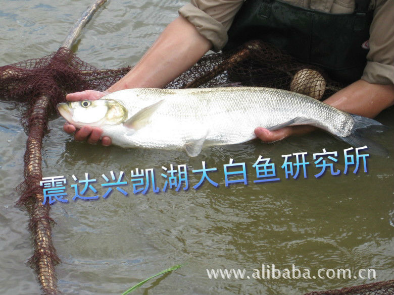 四大淡水名鱼之首-兴凯湖大白鱼-北大荒.