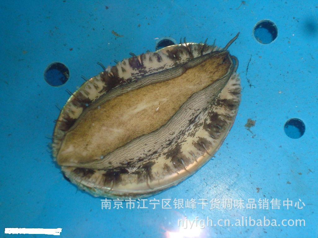 厂家大批量供应绿色野生鲍鱼 保质保量 口味独