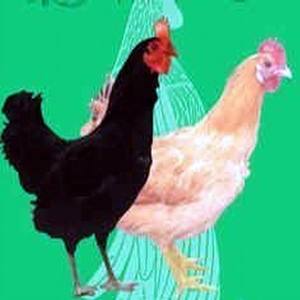 【黑肉鸡】黑肉鸡图片/肉鸡_黑价格/v肉鸡怎样用mp3视频下载图片