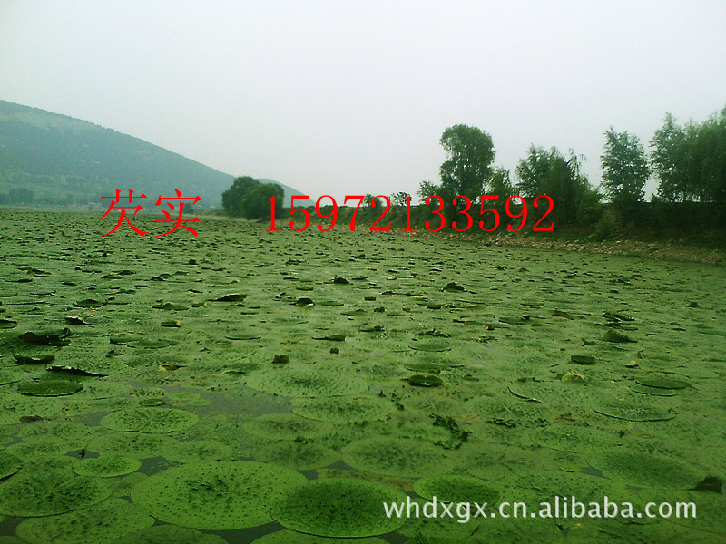 【产地直销野生芡实。拒绝零售!让你意想不到