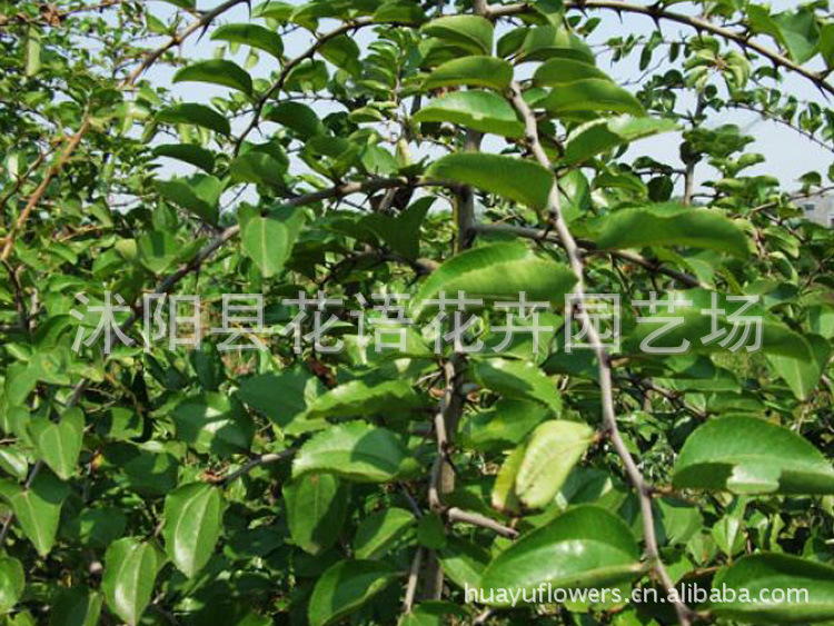 批发马甲子种子<em>马甲刺</em>、铁篱笆、鸟不站刺 花