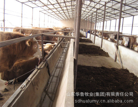 临沂架子牛育肥,育肥牛犊,小公牛犊,苍山肉牛养殖经验